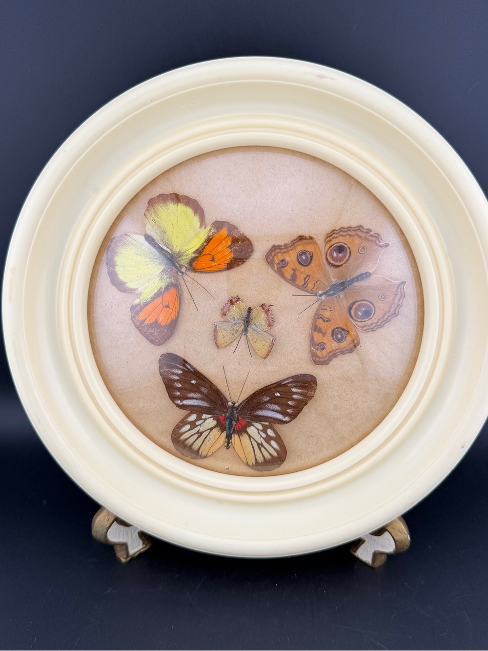 Vintage Wall hanging Round Taxidermy Butterflies Domed Glass Acrylic Frame 7.5”